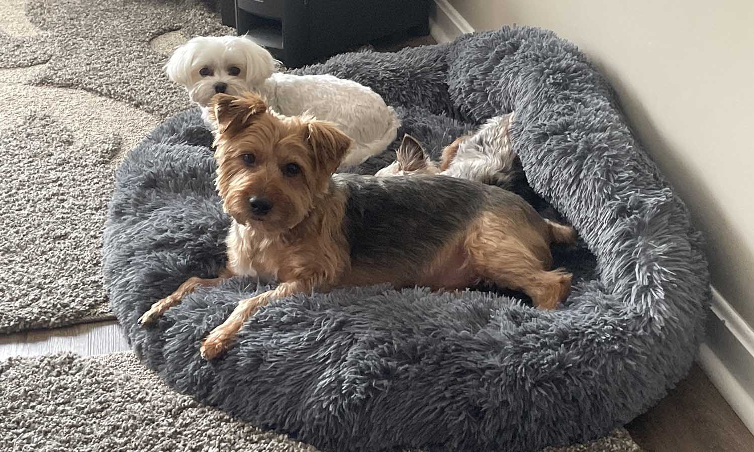 Travel House- and Pet-sitting FAQ&nbsp;#2