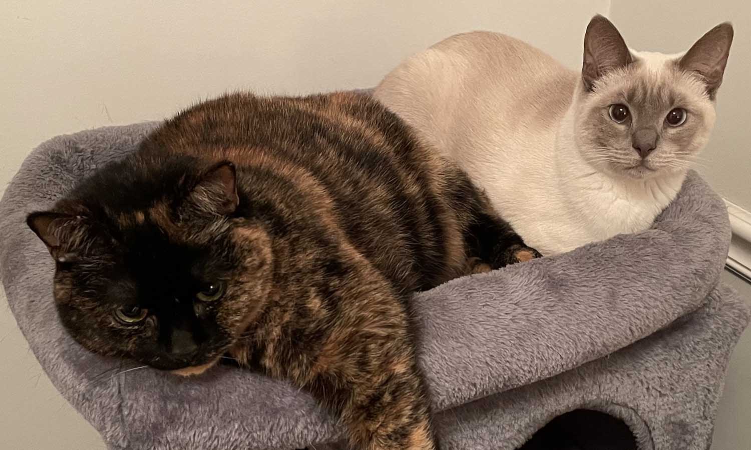 Traveling House- and Pet-sitting FAQ&nbsp;#3